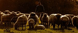 Feed My Sheep (Ordination Service - Bro. Calvin Finny)