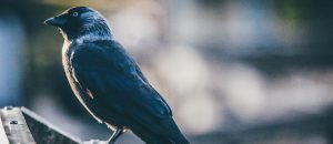 The Raven's Cry (Fasting Prayer)